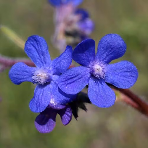 Thompson & Morgan Anchusa azurea Dropmore Blue Hardy Perennial, 2 x 9cm Pots