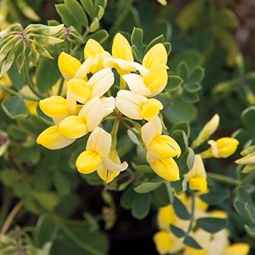 Thompson & Morgan Coronilla Hardy Outdoor Evergreen Ornamental Shrub with Scented Yellow Winter Flowers, 1 x 3 Litre Pot – 5