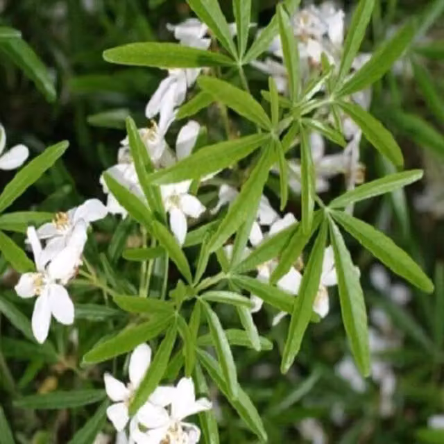 Direct Plants Choisya Dazzler Fragrant Evergreen Ornamental Shrub in a 5 Litre Pot, White