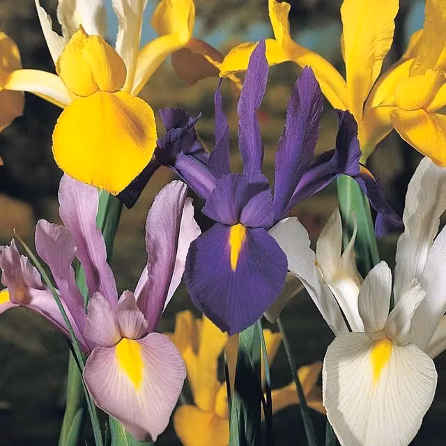 Thompson & Morgan Dutch Mixed Iris Bulbs, Purple, White and Yellow, 100 Bulbs