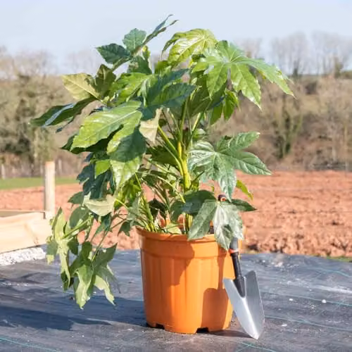 Thompson & Morgan Fatsia Japonica Evergreen Ornamental Shrub with White Flowers and Black Seedpods, 2 x 17cm Potted Plants – 3