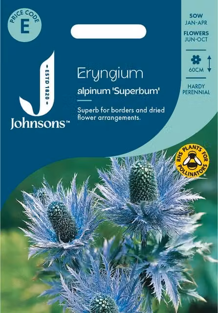 Johnsons Seeds Eryngium Alpinum Superbum Blue Ornamental Flower Seeds