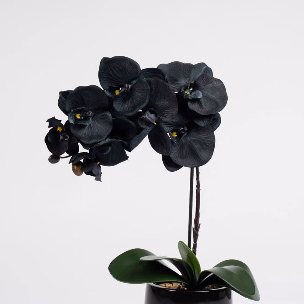 Scottish Everlastings Ltd Black Orchid in a Black Ceramic Pot, Height: 50 cm – 2