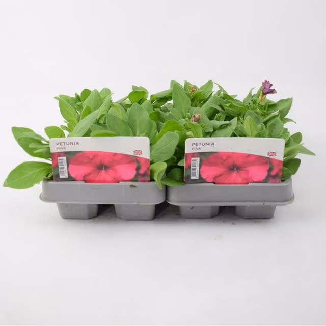 Plants By Post 12 Pink Petunia Bedding Plants for Hanging Baskets and Borders