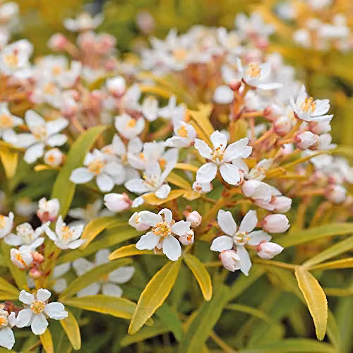Thompson and Morgan Choisya Ternata Sundance Mexican Orange Blossom Shrub with Golden Leaves and Summer Flowers in a 2L Pot – 2