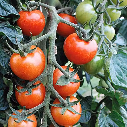 Thompson and Morgan Tomato Primabella Half-Hardy Annual Vegetable Seeds, 5 Seeds per Packet