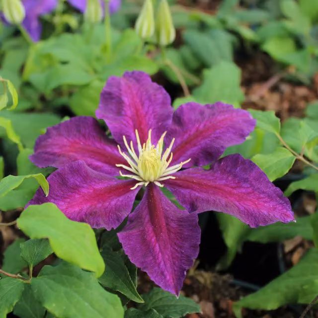 Plants By Post Clematis The Vagabond Pink Perennial Climber