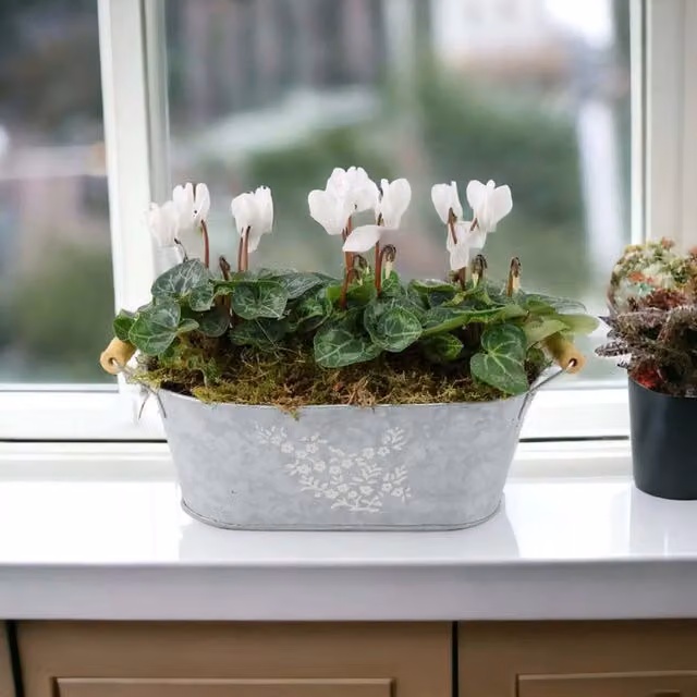 Plants By Post Pink Cyclamen Floral Metal Trough Bedding Plant Display