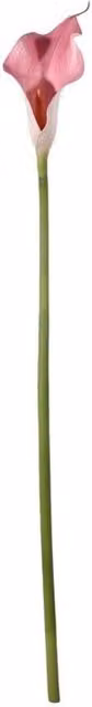 KDMD Botanica Pink Calla Lily, 4 Pack, Height: 60 cm