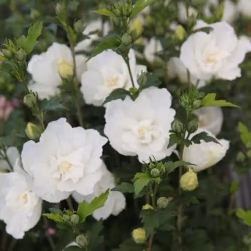 Thompson and Morgan Hibiscus Syriacus White Chiffon Ornamental Shrub, White Double Flowers, 18 Litre Pot