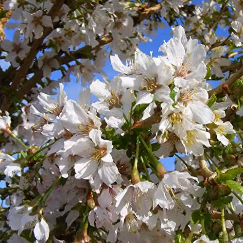 Thompson & Morgan Prunus incisa Kojo-No-Mai Fuji Ornamental Cherry White Spring Blossom Hardy Shrub, 3 x 9cm Potted Plants – 3
