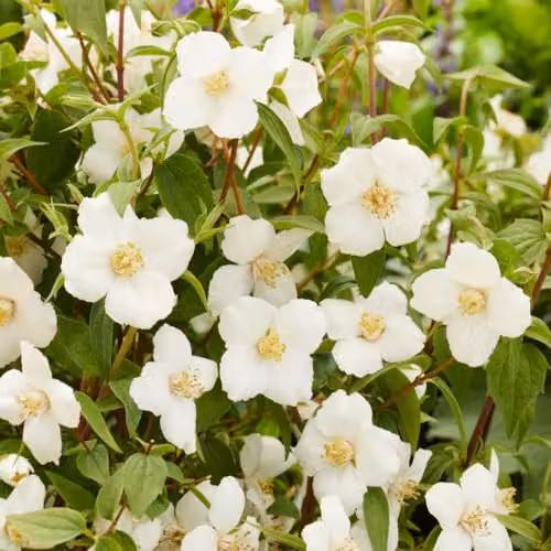 Thompson & Morgan Philadelphus Petite Perfume White Compact Fragrant Mock Orange Ornamental Shrub, 2 x 9cm Pots – 1