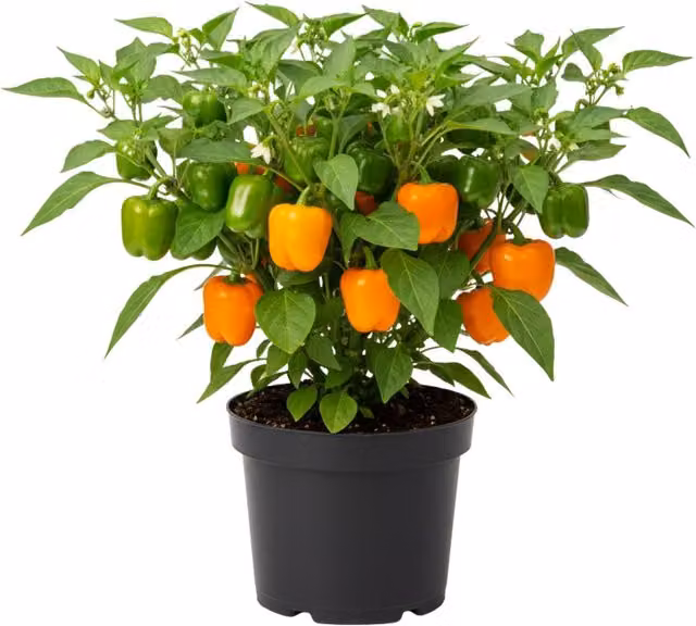 Plants By Post Sweet Pepper Snack Orange Potted Plants, 6 Pack