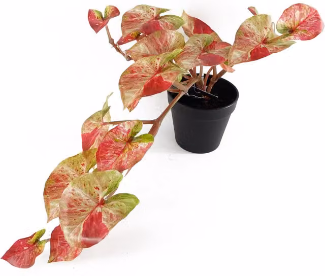 Artificial Hanging Trailing Pink Splash Caladium Plant in Green and Pink