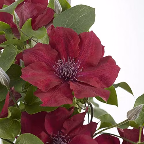 Thompson & Morgan Clematis Nubia Red Climbing Shrub, 1x 15cm Potted Plant – 3