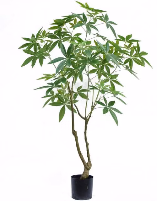 Botanik Realistic Artificial Money Tree Pachira, Green and Black, Height: 150 cm