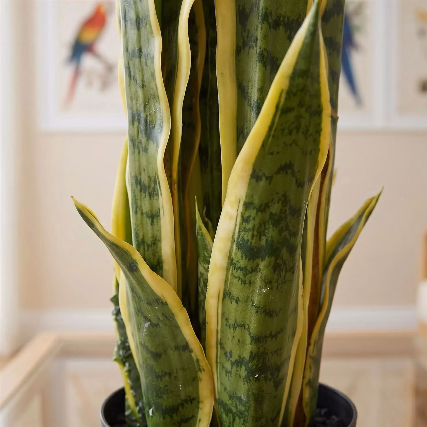 Leaf Artificial Potted Sansevieria Snake Plant in Yellow and Green, Height: 55 cm – 4