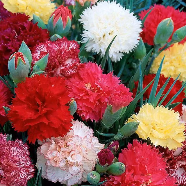 Unwins Carnation Early Flowering Mix Flower Seeds, White and Multicolour