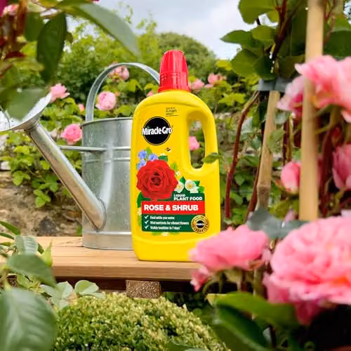 Miracle-Gro Rose and Shrub Liquid Plant Food and Tonic, 800ml – 2