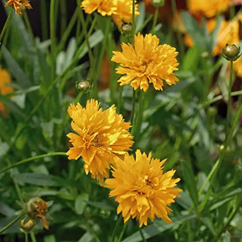 Thompson & Morgan Coreopsis Grandiflora Golden Joy Early Sunrise Yellow Semi-Double Blooms Hardy Perennial, 24 Garden Ready Plants
