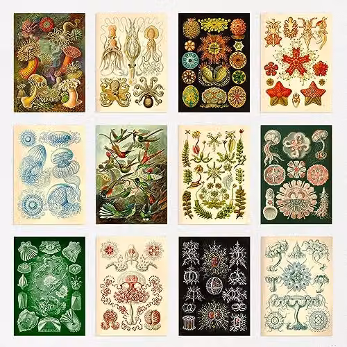 Artery8 50 Piece Botanical Haeckel Aesthetic Collage Kit Multicolour Wall Art Prints, W: 15 cm, H: 10 cm – 4