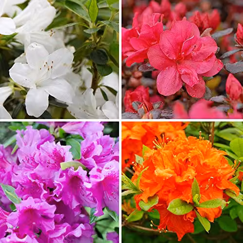 Thompson & Morgan Azalea Plant Collection of 8 Hardy Evergreen Compact Dwarf Shrubs in 9cm Pots, including Red, White, Orange and Multicolour varieties