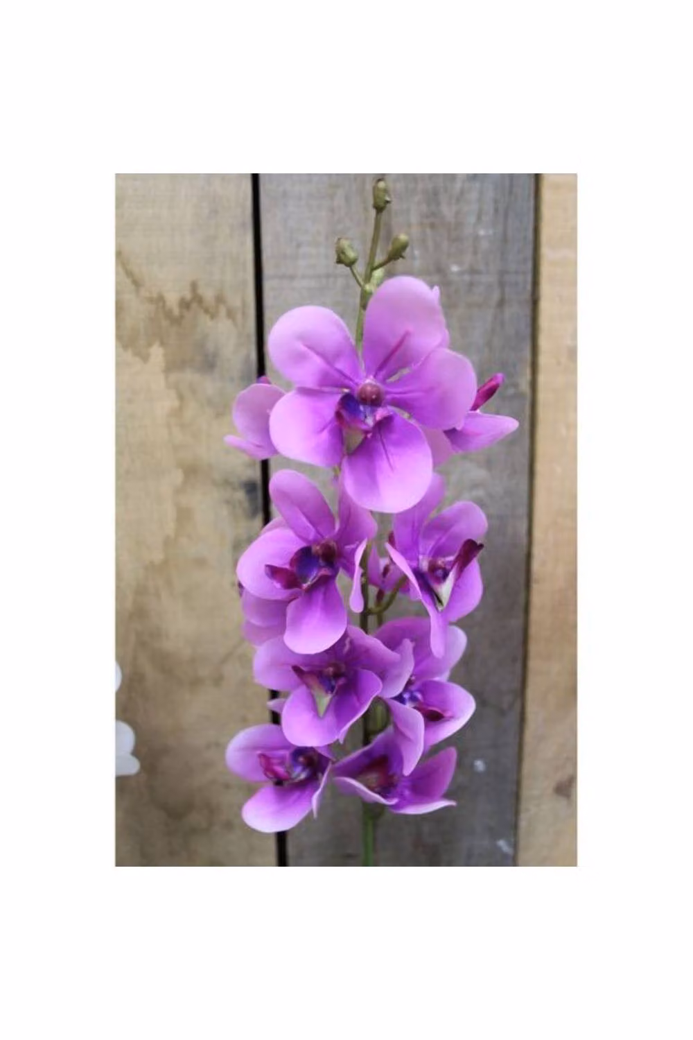 KDMD Purple Ascocenda Spray – 2