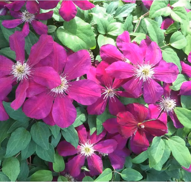 Plants By Post Clematis Westerplatte Climber with Deep Velvety Red Flowers