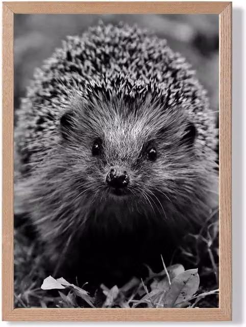 ARTZE Curious Hedgehog Black and White Animal Photo Framed Print with Oak Wood Frame, A4