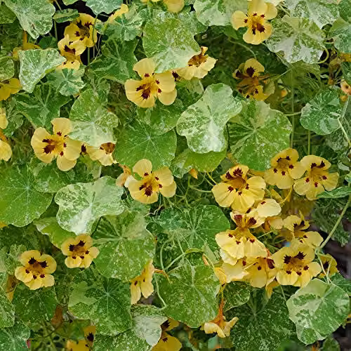 Thompson and Morgan Nasturtium majus Cream Troika Flower Seeds, 30 Seeds