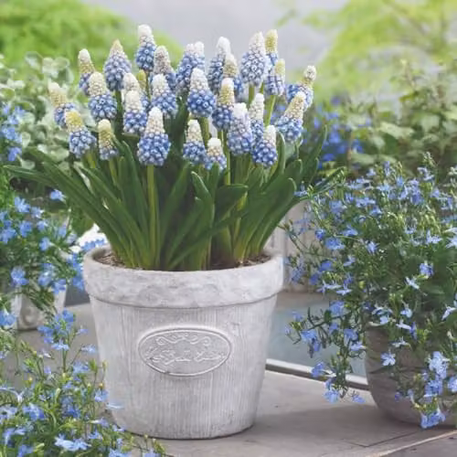 Thompson & Morgan Muscari armeniacum Mountain Lady Grape Hyacinth Bulbs, 8 Bulbs, Pale Blue Bicolour Spring Flowers