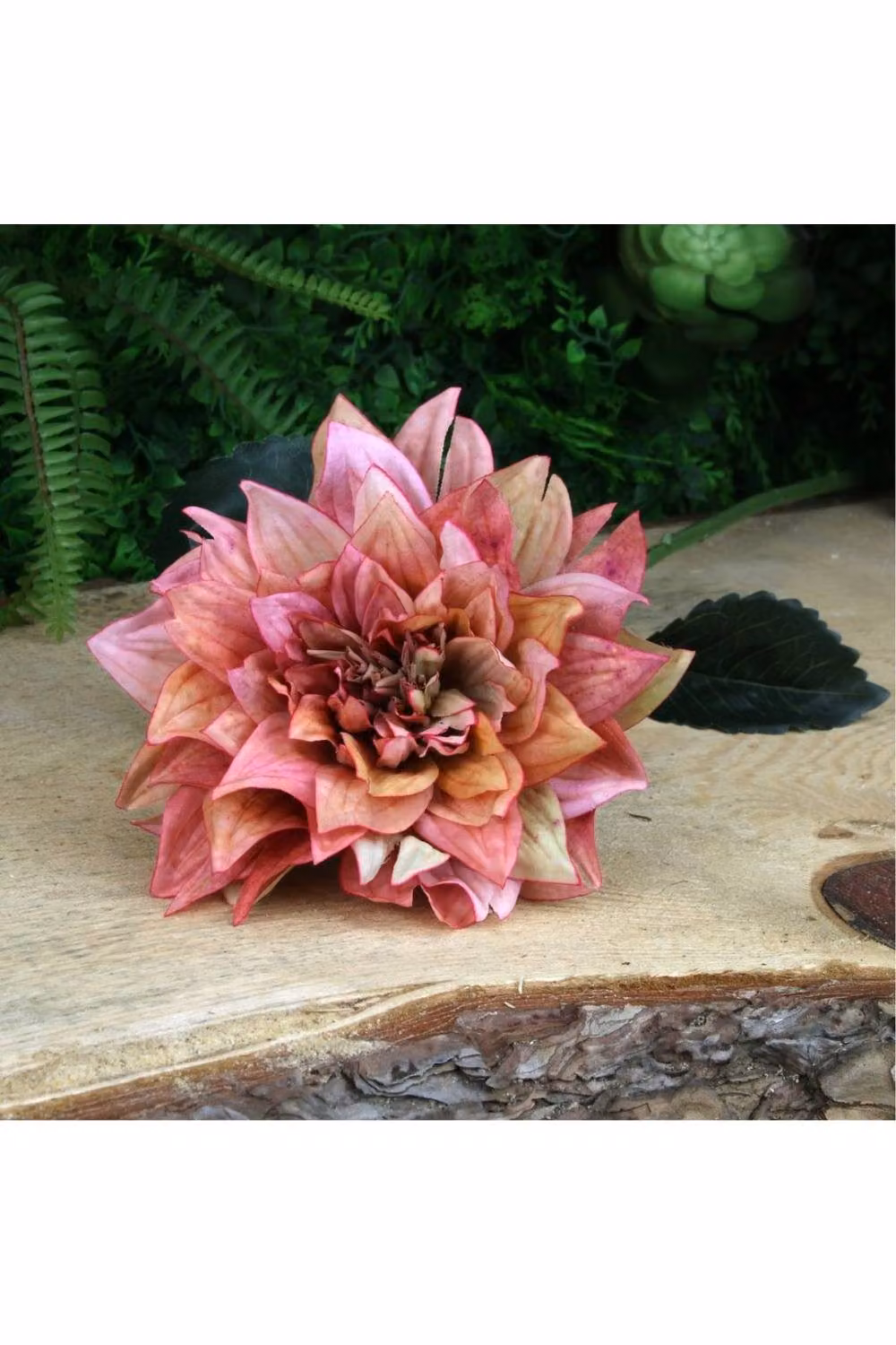 KDMD Glamis Single Dahlia with 2 Leaves, Pink, 2 Pack, Height: 61 cm – 2