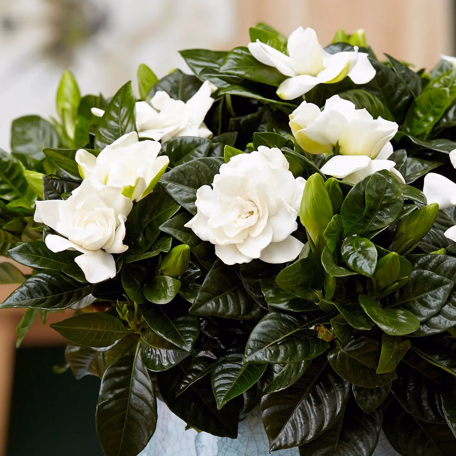 Primrose Gardenia jasminoides Flowering Jasmine Houseplant in a 13cm Green Plastic Pot – 5