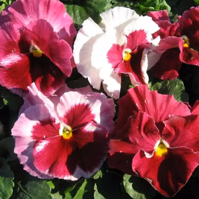Plants by Post Pansy Strawberry Cream Bedding Plants with Pink and Cream Blooms, 12 Garden Ready Plants