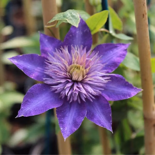 Plants By Post Clematis Multi Plant Climber in Blue, Purple and Silver