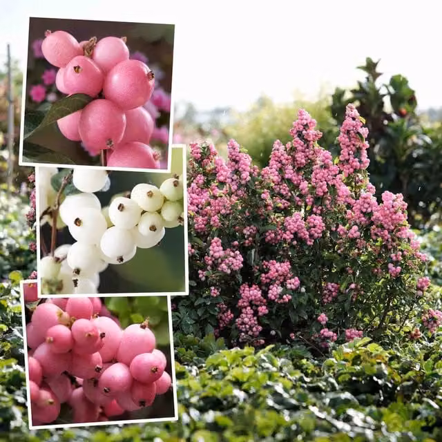 Marshalls Garden Pink Snowberry Symphoricarpos 'Magical' Collection Berry Bush Shrub