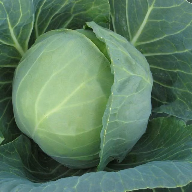 Marshalls Garden Prestar Cabbage Seeds, Green, 40 seeds