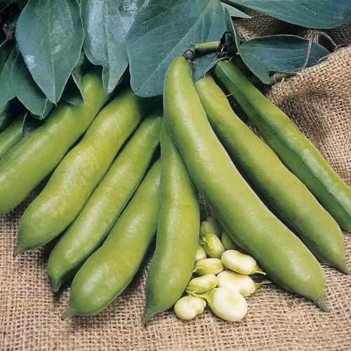 Unwins Meteor Vroma Broad Bean Vegetable Seeds – 1