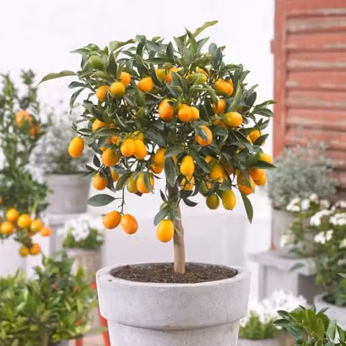 YouGarden Citrus Kumquat Fruit Tree with Edible Fruit and Fragrant Flowers in a 22cm Pot