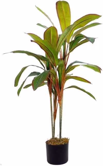 Leaf Design UK Green Artificial Potted Dracaena Tropical Plant, Height: 100 cm – 1