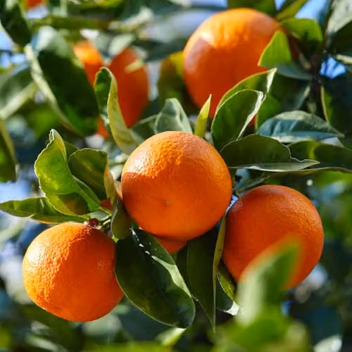 YouGarden Citrus Mandarin Fruit Tree in 4 Litre Pot, 80cm Tall – 1