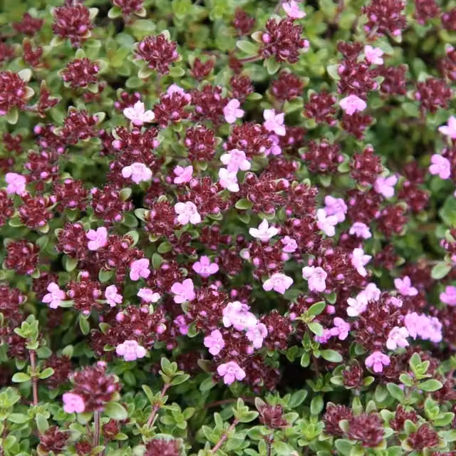 Set of 3 Primrose Thyme Coccineus Group Potted Herb Garden Plants, Purple and Pink, 9cm Pot