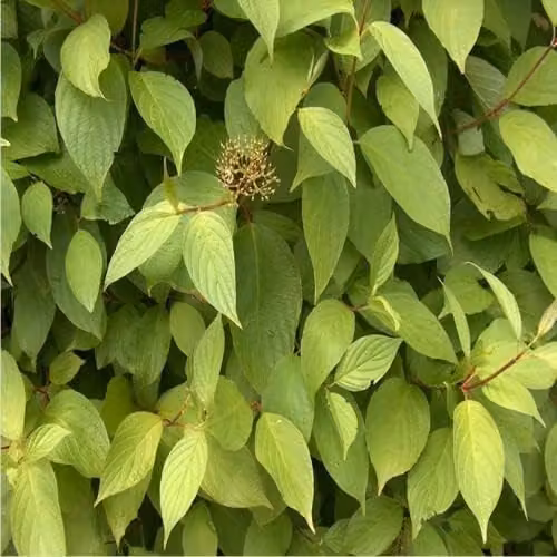 F&G Supplies Native Dogwood Cornus Sanguinea Bare Root Hedging Plants, 10 Pack, Height: 60-90 cm – 2
