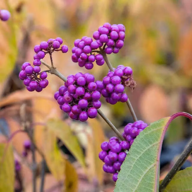 Marshalls Garden Callicarpa Bodinieri Profusion Beautyberry Shrub, Pink/Purple