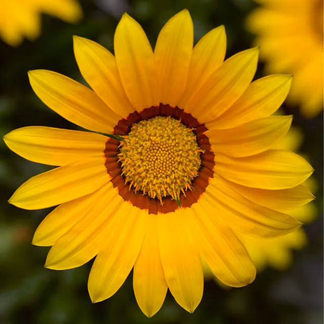 The Rose Press Garden Gazania Yellow Bedding Plant, Pack of 3