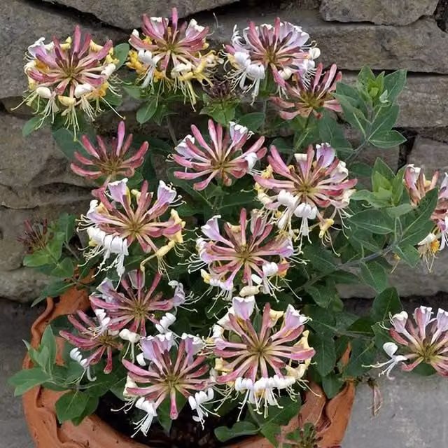 Plant Theory Lonicera Periclymenum Strawberries and Cream Burgundy Climbing Plant, Green and Multicolour