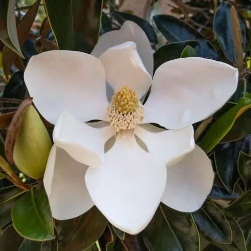 Thompson & Morgan Magnolia grandiflora Little Gem Compact Evergreen Ornamental Tree with White Flowers, 3 Litre Pot