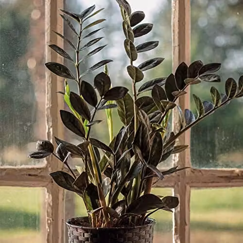 Thompson and Morgan Zamioculcas Raven Black Easy to Grow Perennial Indoor Houseplant in a 14cm Pot – 3