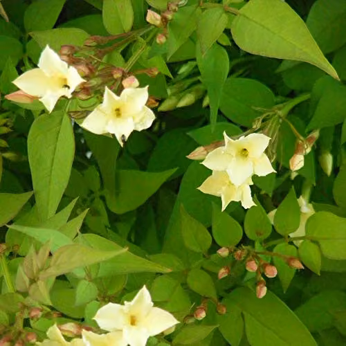 Thompson & Morgan Jasmine Clotted Cream Hardy Perennial Climbing Flowering Shrub, 3 Litre Pot – 1