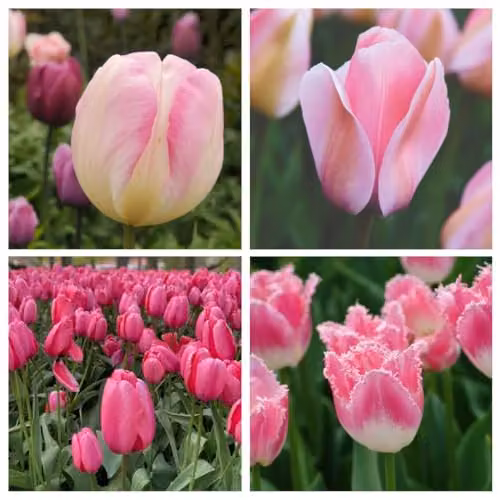 Thompson & Morgan Pretty in Pink Collection Mixed Pink Tulip Bulbs, 64 Bulbs – 1